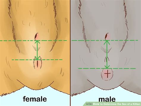 How To Determine The Sex Of A Kitten 9 Steps With Pictures