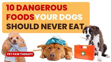 10 Dangerous Foods Your Dogs Should Never Eat Petpawtherapy Youtube