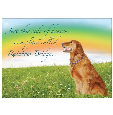 Rainbow Bridge Dogs Ubicaciondepersonascdmxgobmx