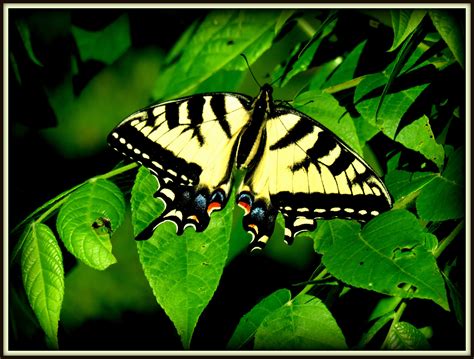Eastern Tiger Swallowtail In Full Dress Birds And Blooms
