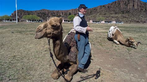 The sinister reason why camels were brought to the American West