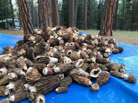 How To Clean And Dry Lots Of Wild Foraged Mushrooms Modern Forager