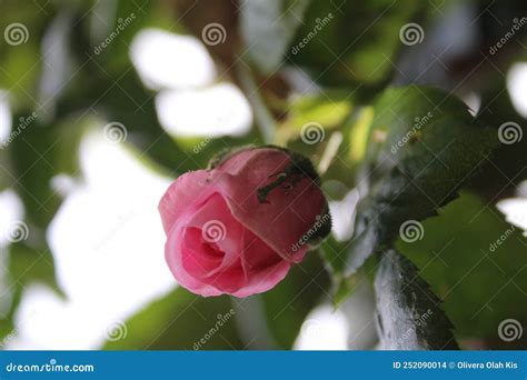 Symbolic Of Blossoms Queen Of Flowers A Bushy Tree With Pink Flowers