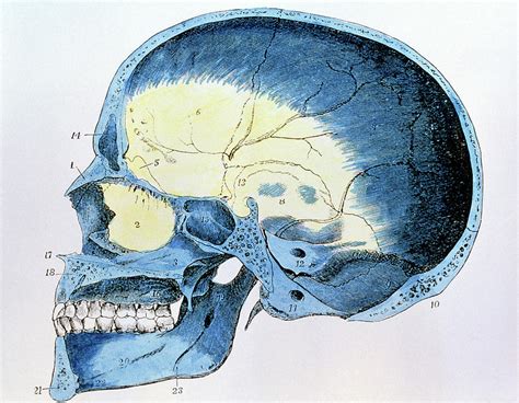 Artwork Of A Cross Section Through A Human Skull Photograph By Science