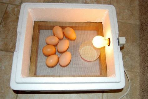 Diy Homemade Egg Incubator Easy Diy Projects