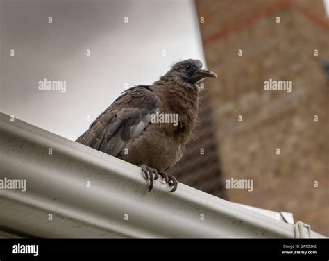 Pet Pigeon Child Hi Res Stock Photography And Images Alamy