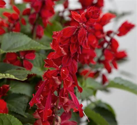 Saucy Red Salvia Southern Living Plants