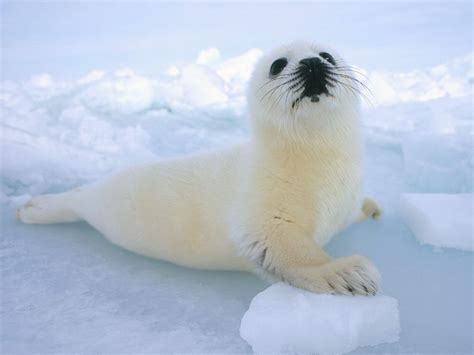 Harp Seal Iceland Native Icelandic Animals Harp Seal Cute Seals