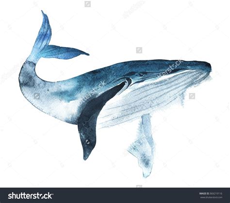 Watercolor Whale Hand Painted Illustration Isolated On White Background