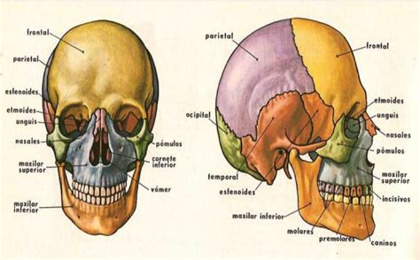 ¿cÓmo Es Nuestra Cabeza Anatomía De Bolsillo