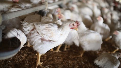 Bird Flu New Maryland Delaware Cases Confirmed 1 In Broiler Chickens