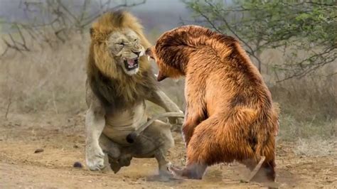 Lion Vs Bear Real Fights Video Youtube