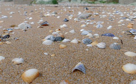 Shell Sea Beach Free Photo On Pixabay Pixabay