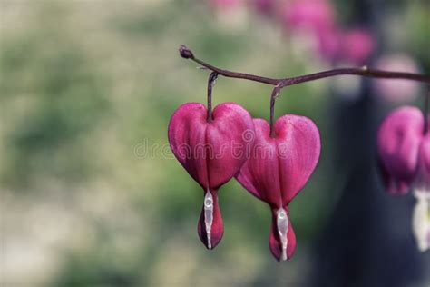 Pink Heart Shaped Flower Stock Photo Image Of Bleeding 70904040