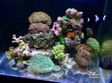 Mini Reef 120 Bare Bottom Aquarismo