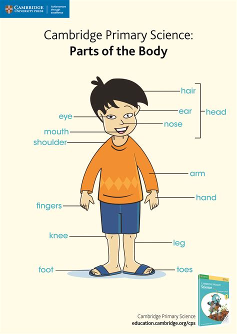Learn About Parts Of The Body With Our Pin And Print Pinterest Poster