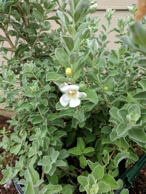 We did not find results for: Texas Sage (Leucophyllum frutescens 'White Cloud ...