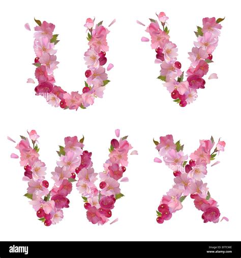 Vector Spring Alphabet With Gentle Pink Sakura Flowers Letters Uvwx