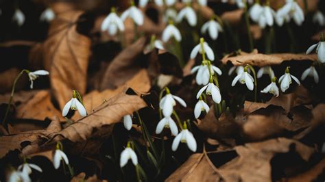 Download Wallpaper 1920x1080 Snowdrops White Flowers Leaves Spring