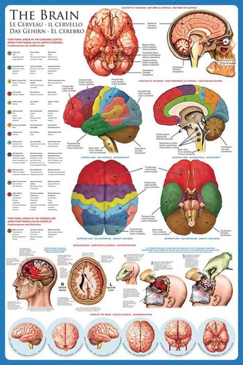 Educational Poster The Brain Uk Kitchen And Home Brain