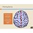 PPT  The Human Brain Four Lobes PowerPoint Presentation Free