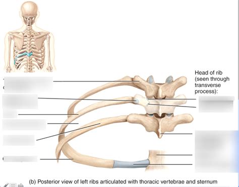 Anatomy diagram rib area / this diagram shows how the thoracic vertebra connects to the angle of the rib. Rib Anatomy Posterior