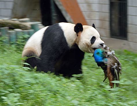 ¿qué Comen Los Pandas Además Del Bambú Cuanto Viven Los Animales