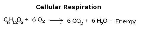The main product of cellular respiration is atp; Respiratory - The Leech Resource