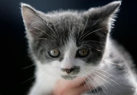 Check spelling or type a new query. 20 Cat Breeds Who Make the Cutest Kittens