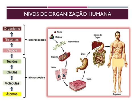 Biológico Níveis De Organização Do Corpo Humano