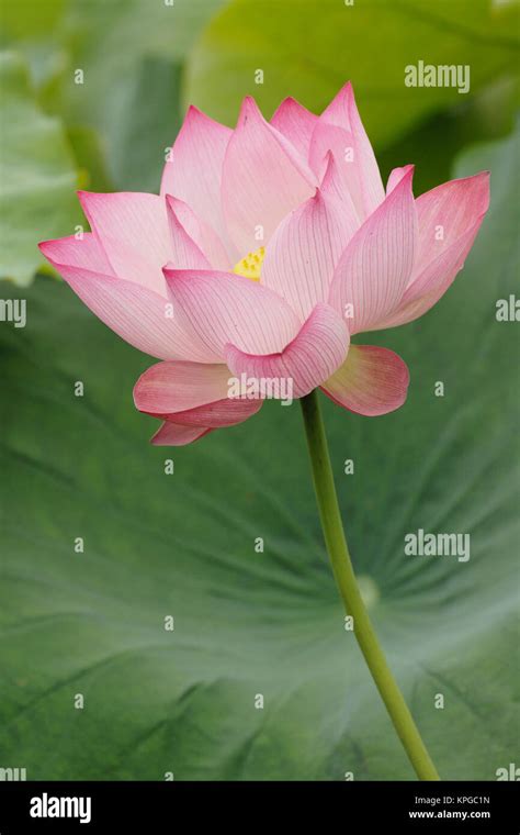 Close Up Of Lotus Flower Nelumbo Nucifera China Asia Stock Photo