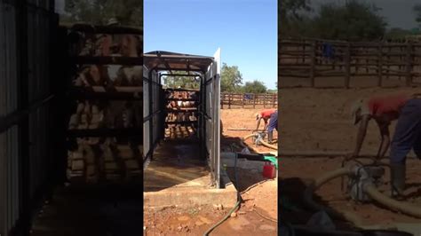 Zimbabwean Innovation Of Cattle Dipping Youtube