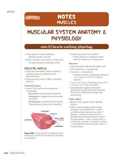 Muscular System Anatomy And Physiology Video Osmosis