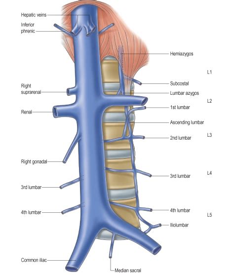 The Inferior Vena Cava Anatomy Of The Inferior Vena Cava Anatomy
