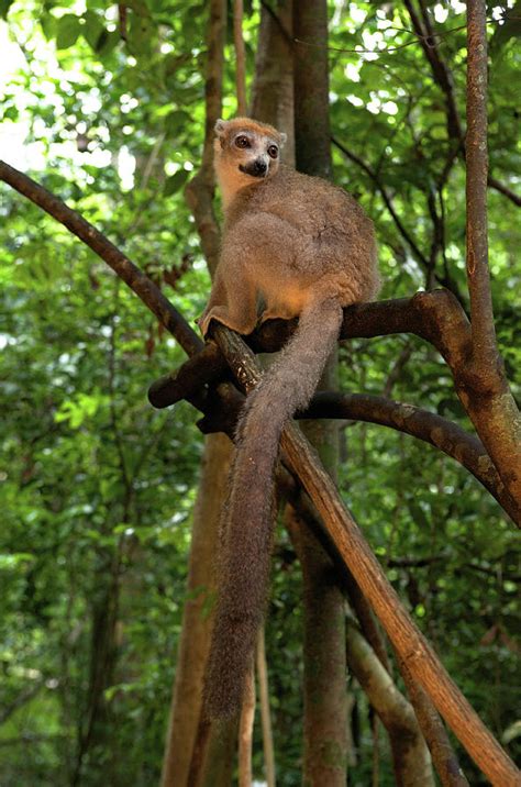Crowned Lemur Eulemur Coronatus Photograph By Andres Morya Hinojosa