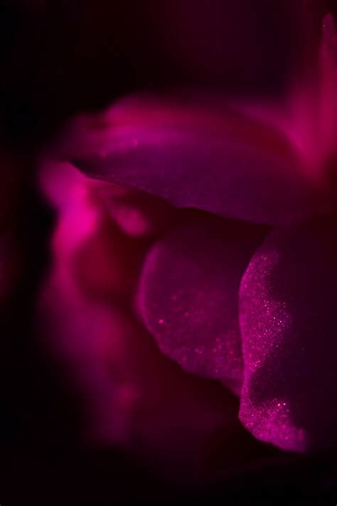Download Wallpaper 800x1200 Flower Petals Dark Iphone 4s4 For