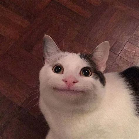 Мемы про кота с улыбкой 45 фото