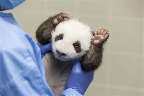 Berlin Zoos Panda Cubs Take 1st Glimpse Of The World