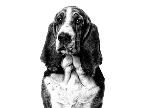 Basset Hound Royal Canin
