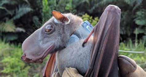 Learn About The Hammer Headed Bat A Megabat From Africa Regarded As