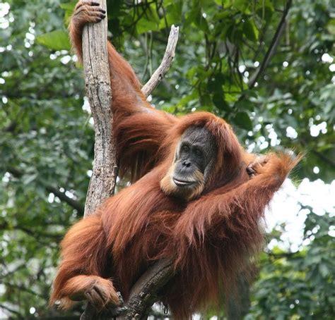 Aku anak ke 3 dari 4 bersaudara dan semua perempuan. Good News for Orangutans…Or Is It? - Conservation Articles ...
