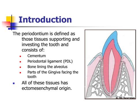 Ppt Tissue Of The Teeth Powerpoint Presentation Free Download Id