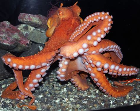 Zhemchug A Male Giant Pacific Octopus Was Found At Zhemchug Canyon In The Bering Sea Animaux