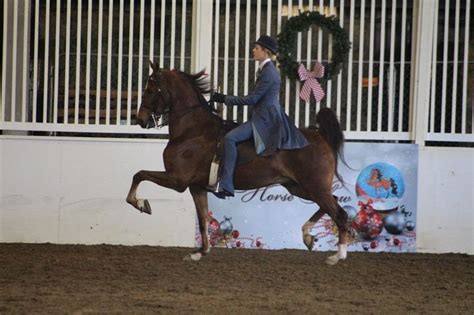 5 Gaited Saddlebred This Class Is Fun To Watch Show Horses
