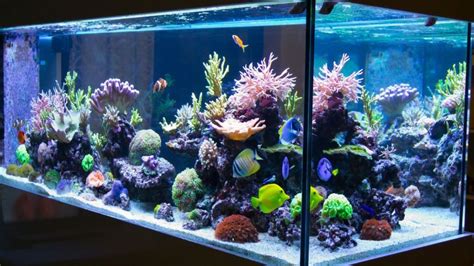 You Picked Your Fish Tank Now What Fish Tank Care Aqua Ultraviolet
