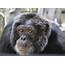Southwest Floridas Center For Great Apes Celebrates Its 25th 