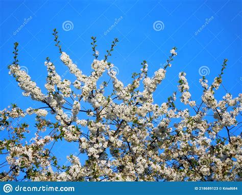 Nice View With Cherry Blossoms And Clear Blue Skies Stock Image