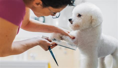 As Seattle Reopens Who Gets Groomed First You Or Your Dog The Dog