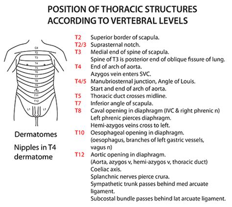 Instant Anatomy Thorax Vertebral Levels Thoracic Levels Body