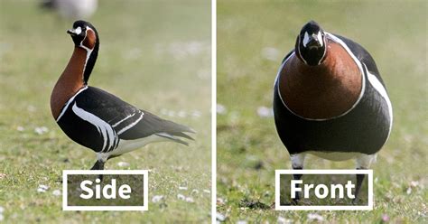 20 Photos Of Birds From The Front That Will Make You Laugh Out Loud